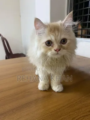 1-3 months Male Purebred Persian
