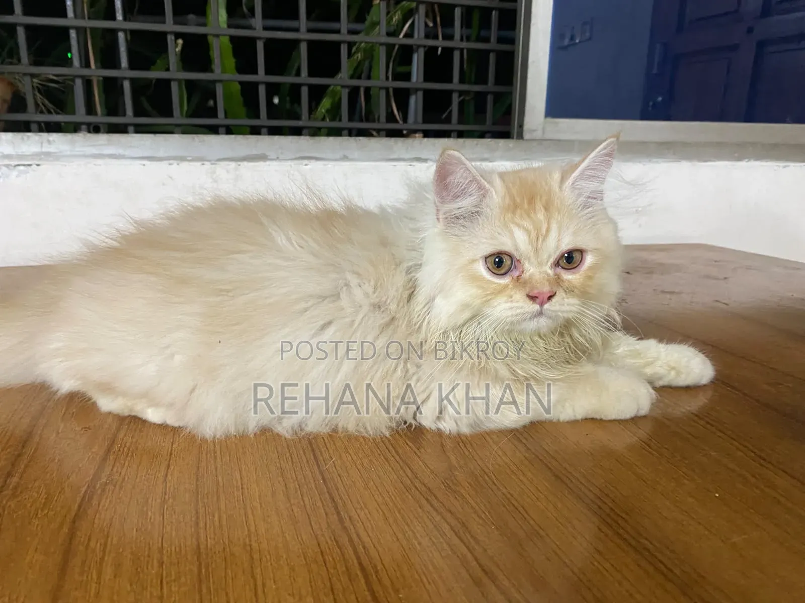 1-3 months Male Purebred Persian