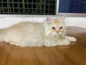 1-3 months Male Purebred Persian