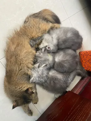 1-3 months Male Purebred Persian