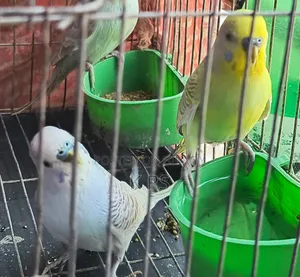 Budgerigar