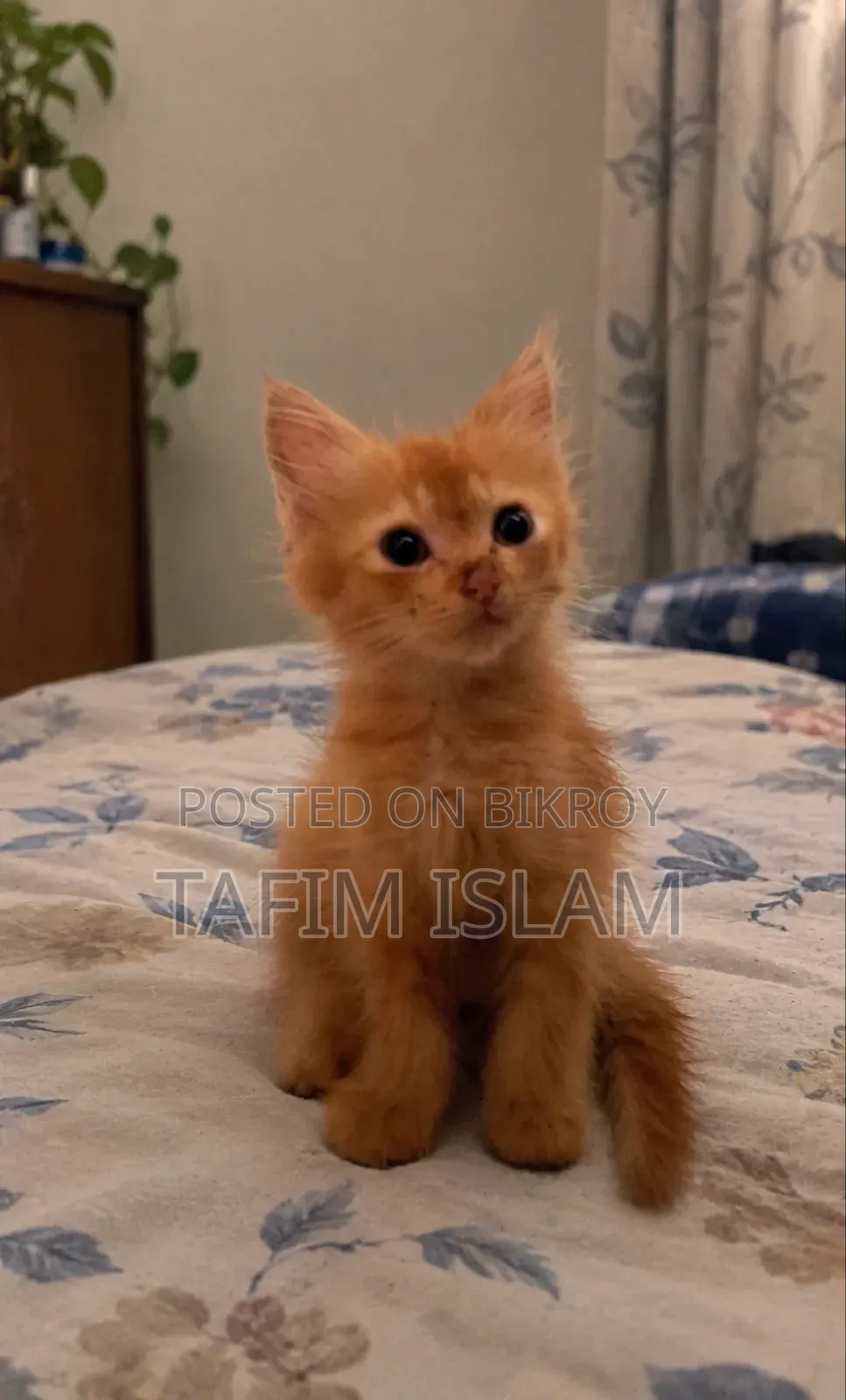 1-3 months Female Mixed Breed Persian