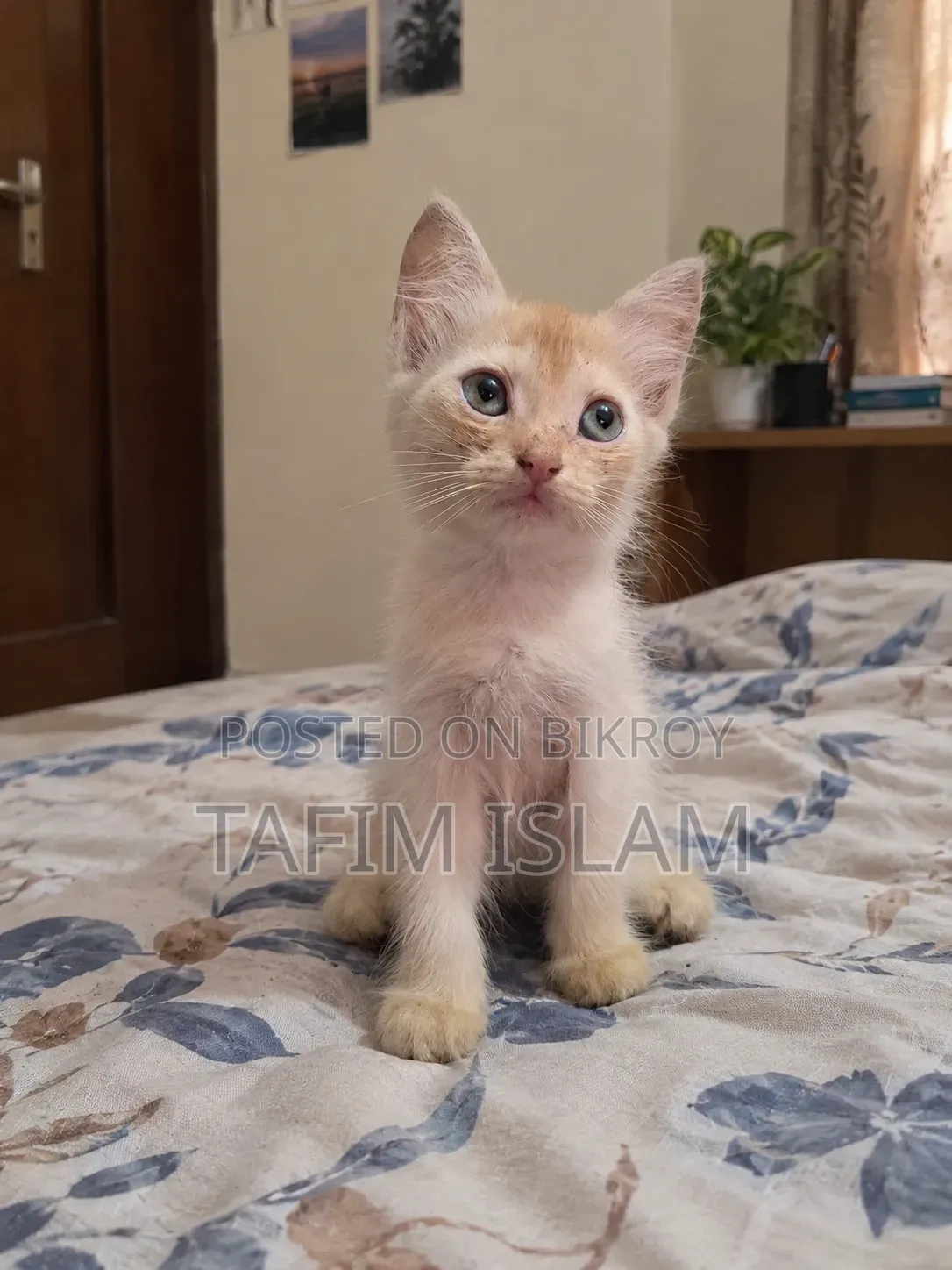 1-3 months Female Mixed Breed Persian
