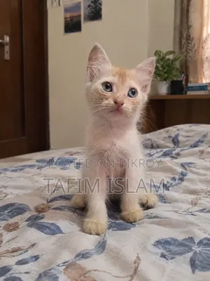 1-3 months Female Mixed Breed Persian