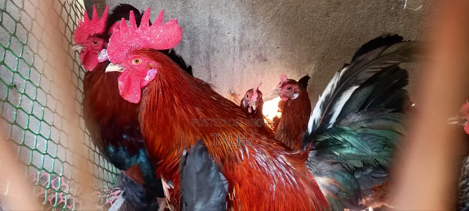 Deshi Rooster, chicken and Duck