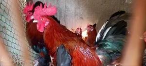 Deshi Rooster, chicken and Duck