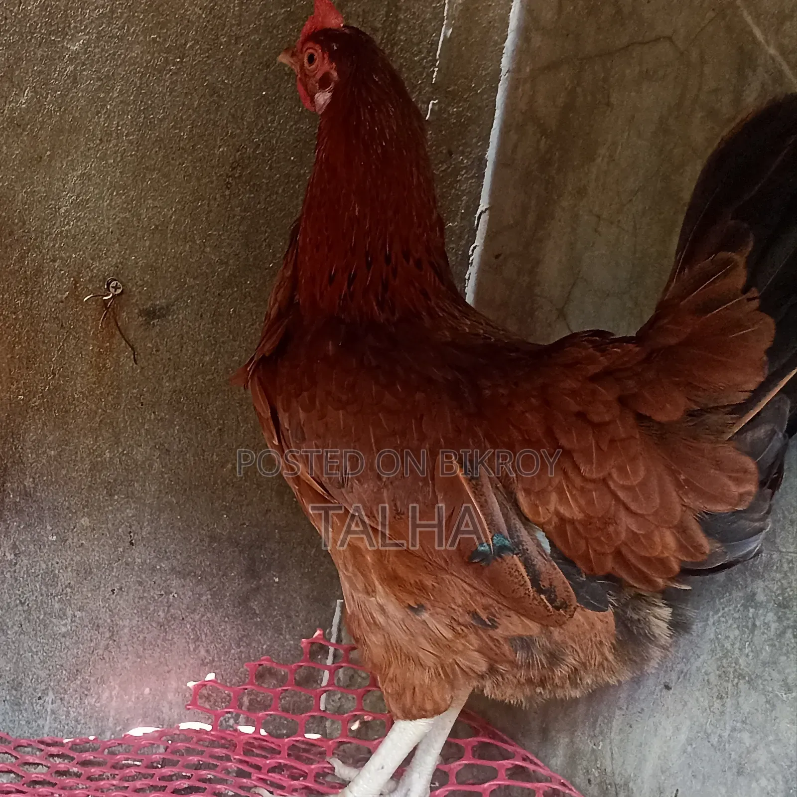 Deshi Rooster, chicken and Duck