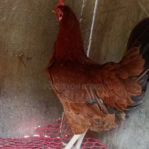 Deshi Rooster, chicken and Duck