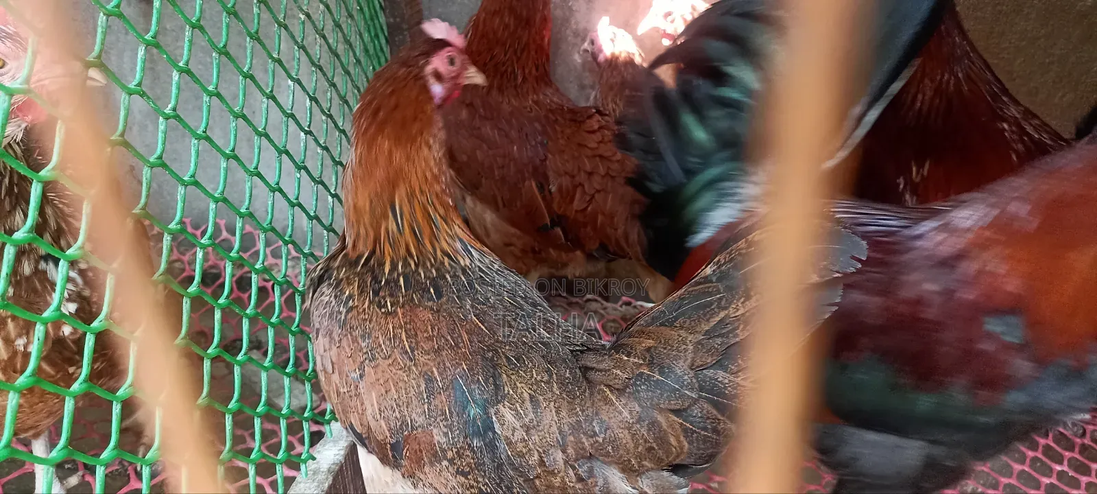 Deshi Rooster, chicken and Duck