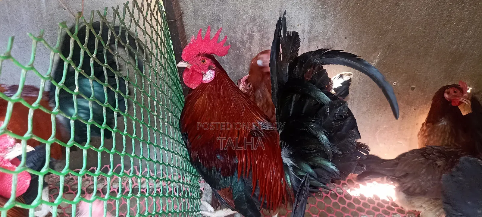 Deshi Rooster, chicken and Duck