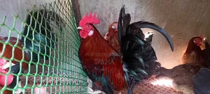 Deshi Rooster, chicken and Duck
