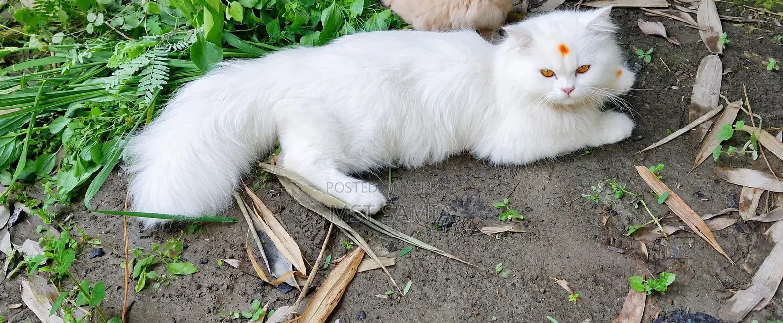 6-12 months Male Purebred Persian