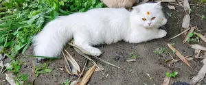 6-12 months Male Purebred Persian