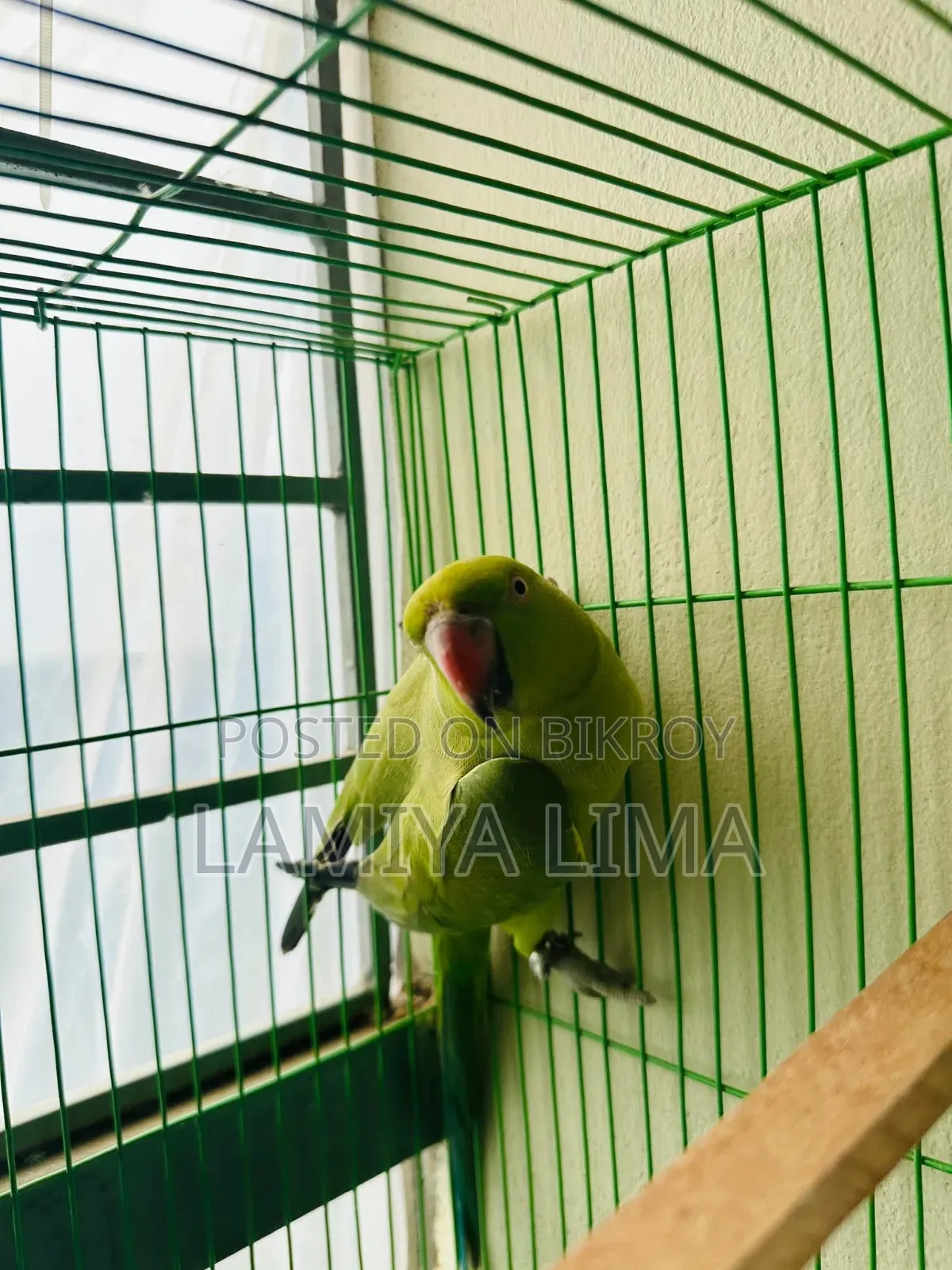 Ring Neck Parrot