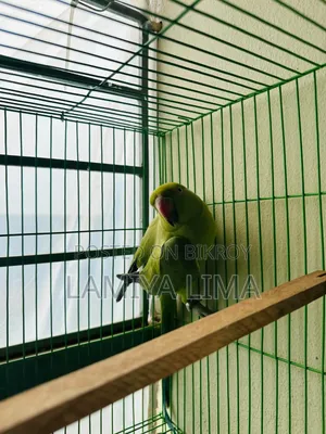 Ring Neck Parrot