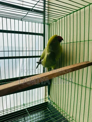 Ring Neck Parrot