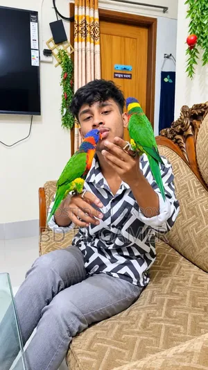 Red Colour and Yellow Colour Lorikeet