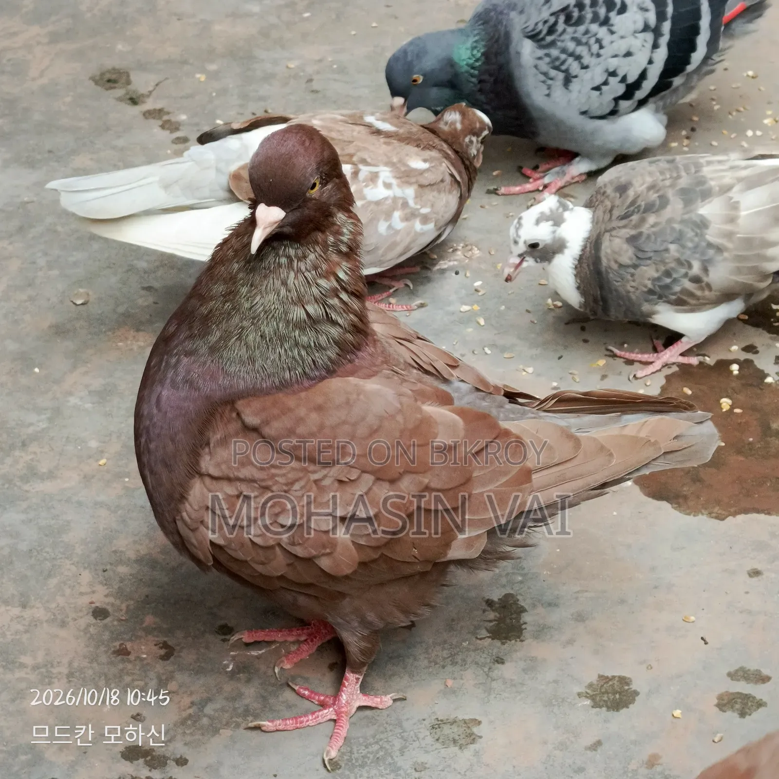 6 Pigeons