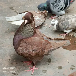 6 Pigeons