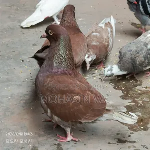 6 Pigeons