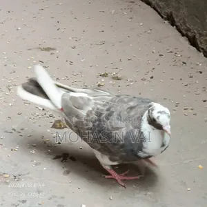 6 Pigeons