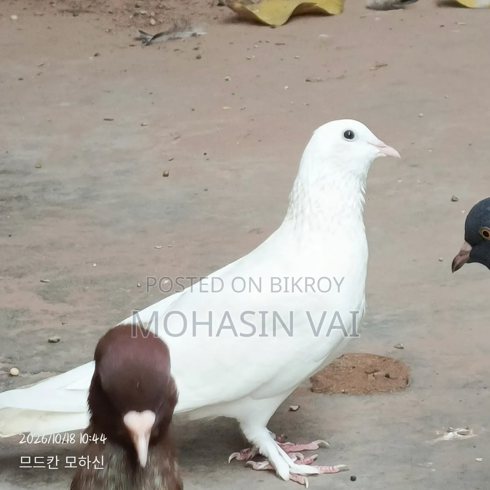 6 Pigeons