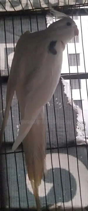 One Adult Male Cockatiel