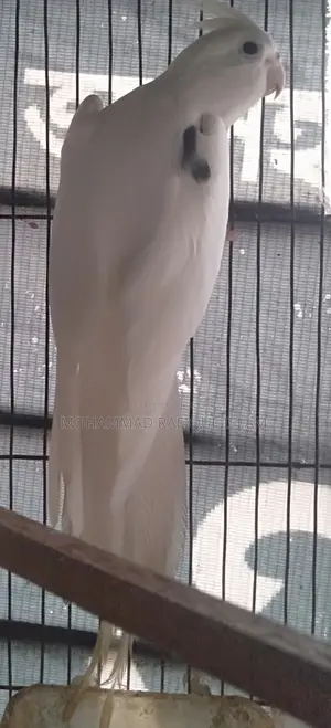 One Adult Male Cockatiel