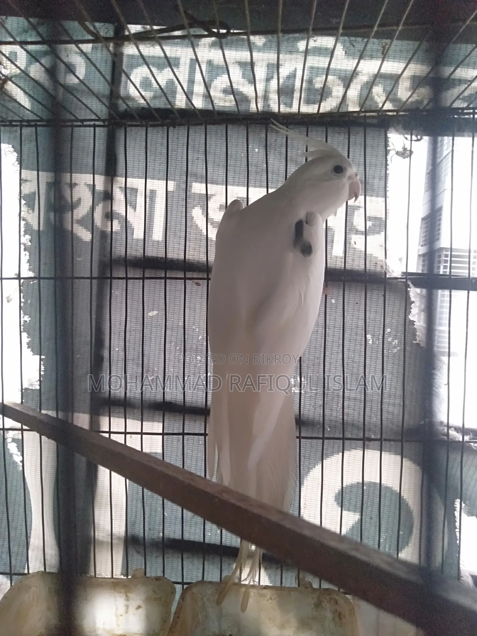 One Adult Male Cockatiel