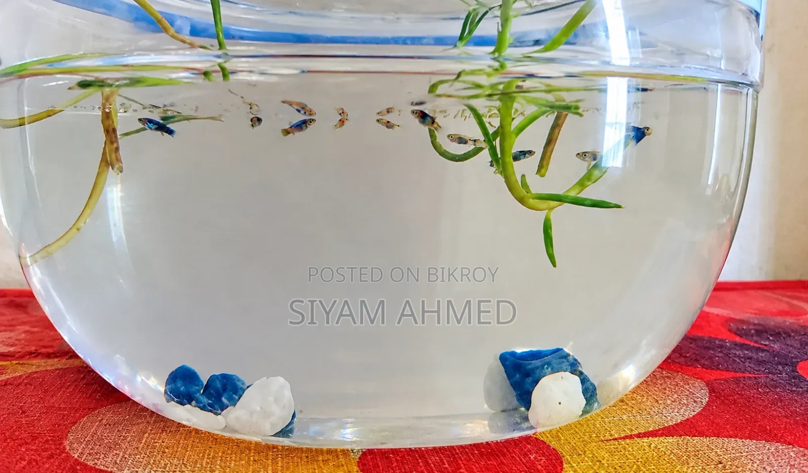 Live Platy Aquarium Fish for Sale