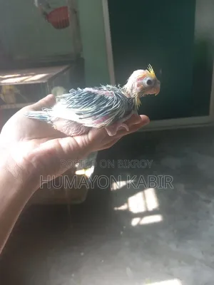 Cockatiel Baby Sell