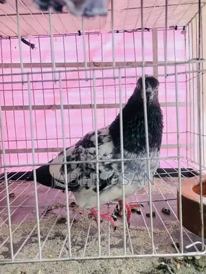 Black Goler Female