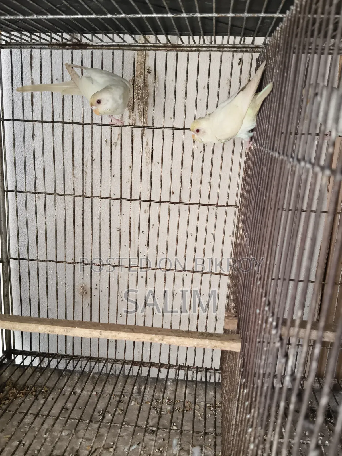 Albino Red Eye Adult Budgerigar