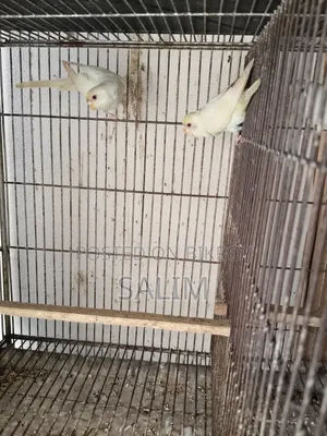 Albino Red Eye Adult Budgerigar