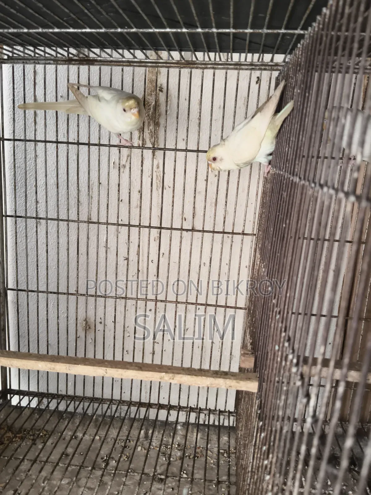 Albino Red Eye Adult Budgerigar