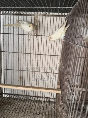 Albino Red Eye Adult Budgerigar
