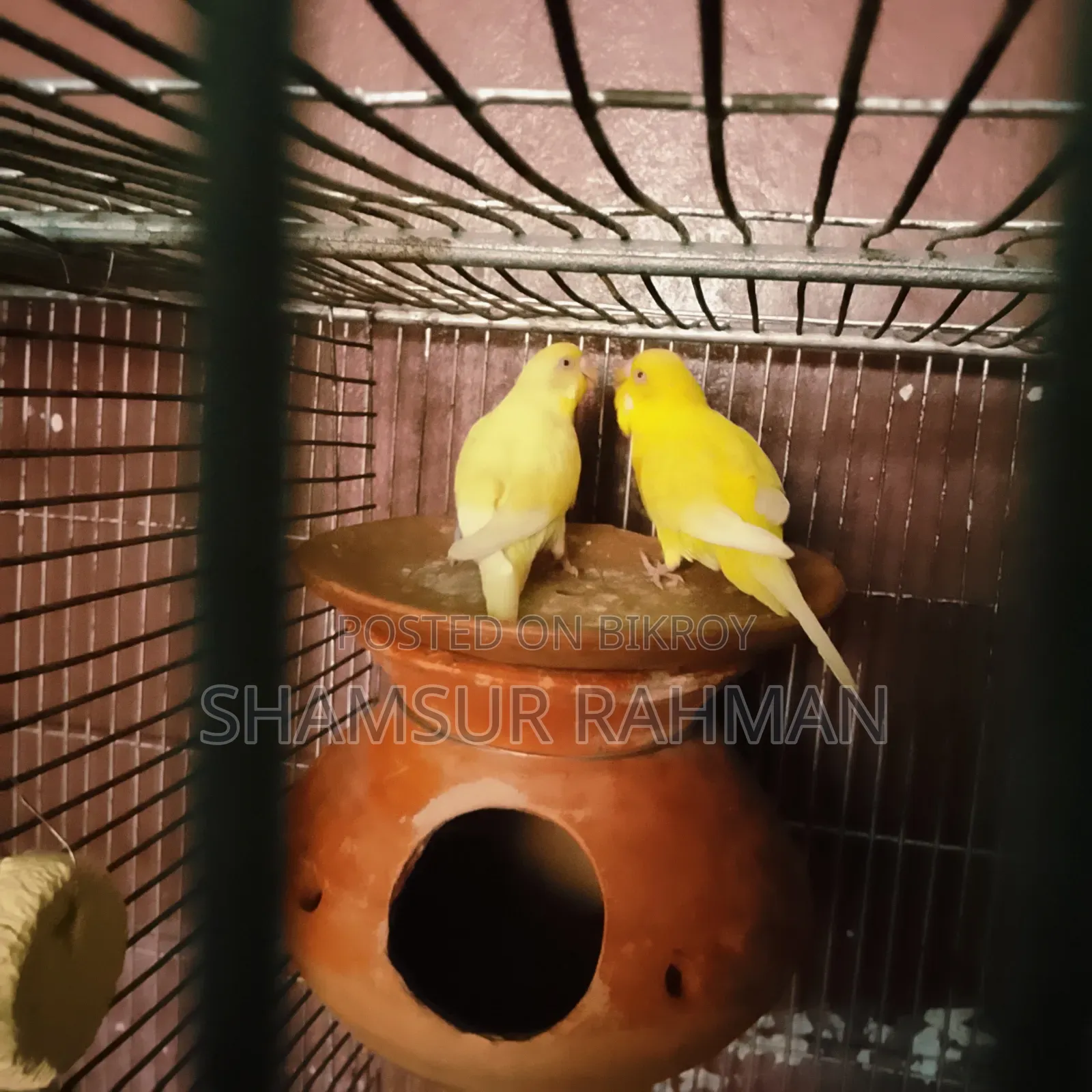 Lotano Bajigar Bird