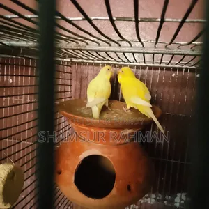 Lotano Bajigar Bird