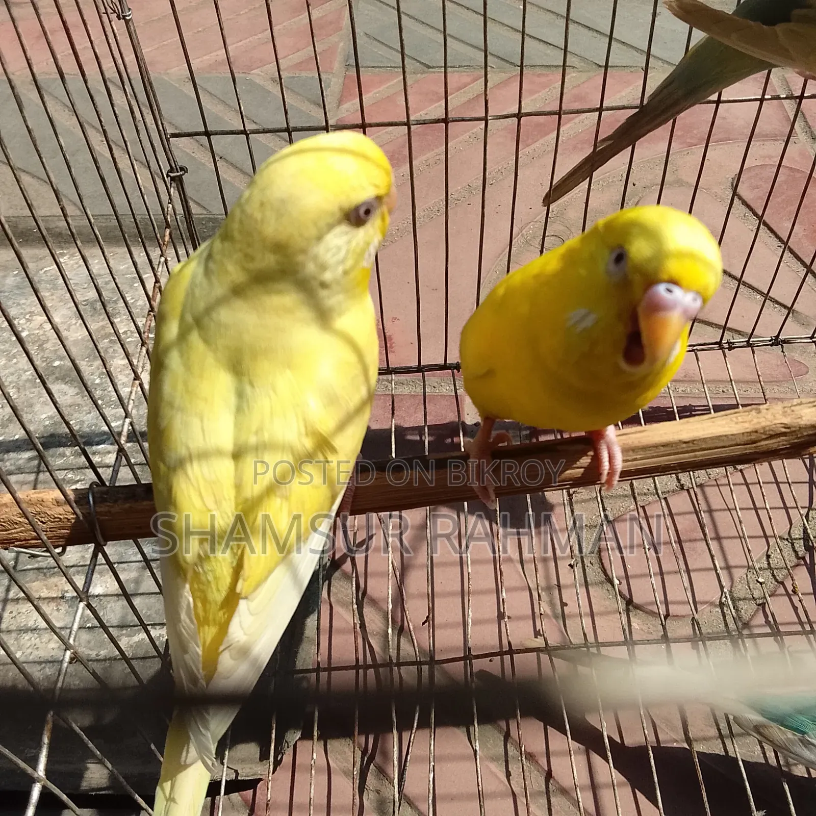 Lotano Bajigar Bird