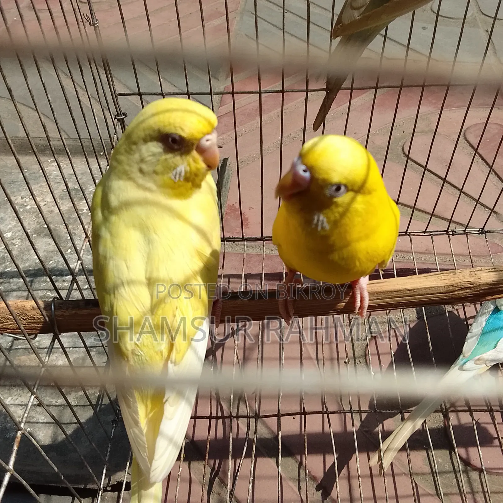 Lotano Bajigar Bird