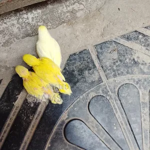 Lotano Bajigar Bird
