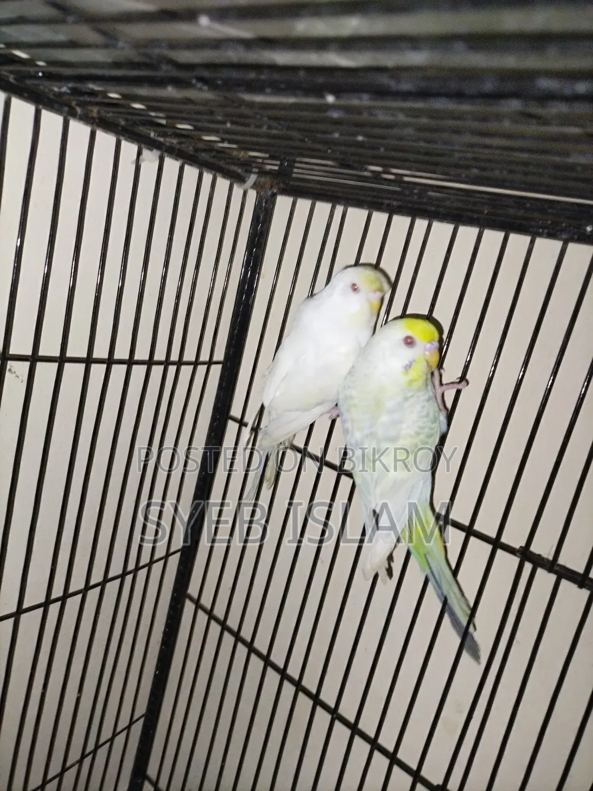 Fallow Male, Crested Female