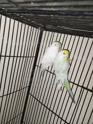 Fallow Male, Crested Female