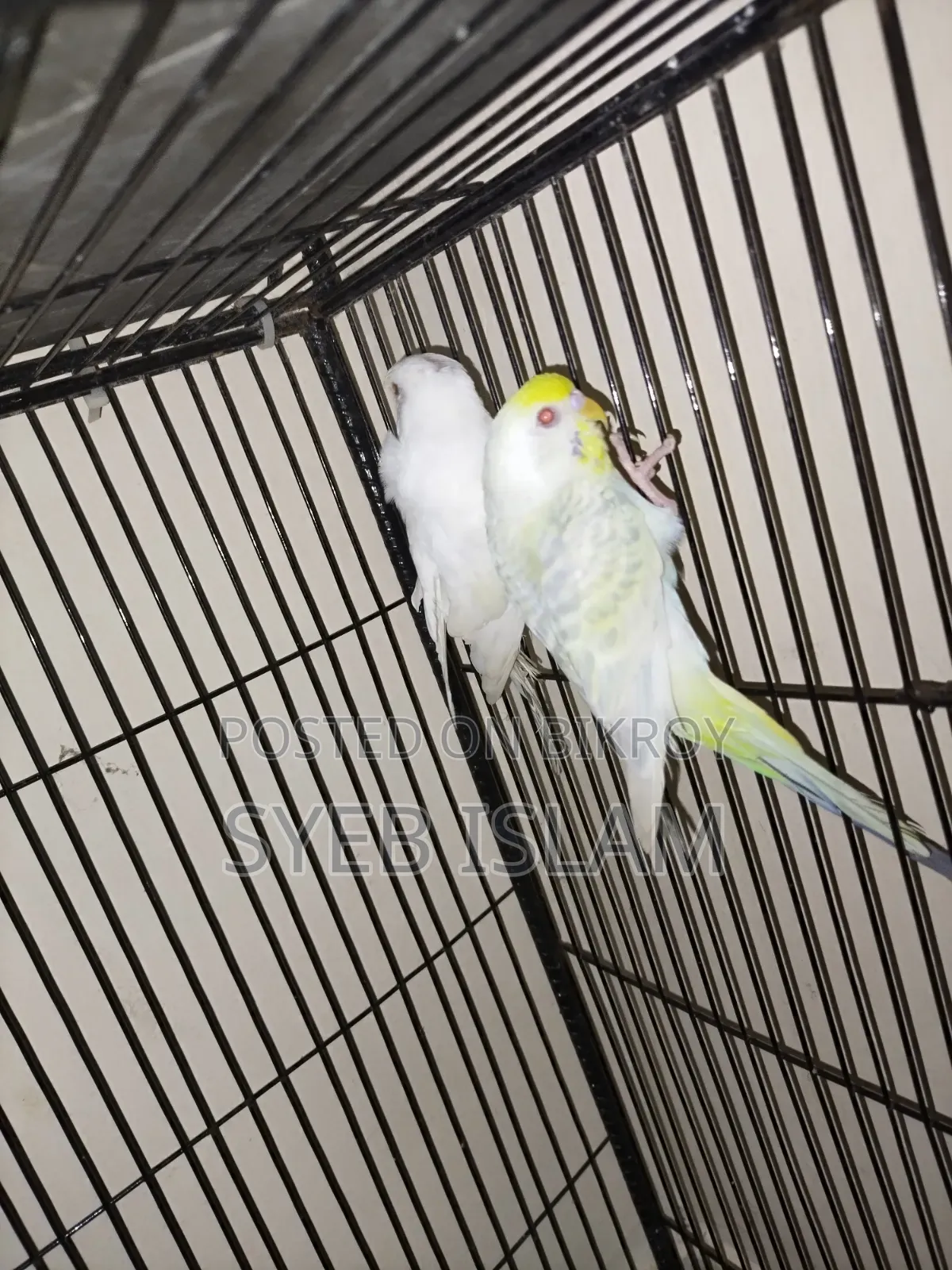 Fallow Male, Crested Female