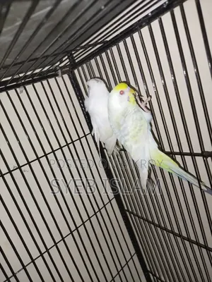 Fallow Male, Crested Female