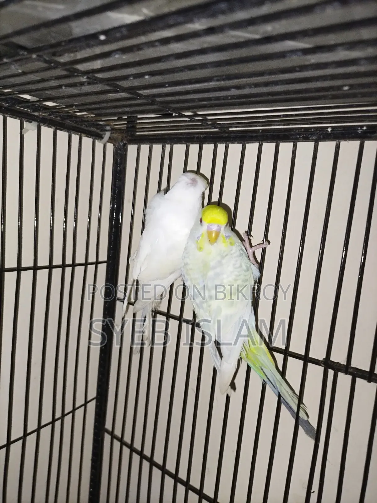 Fallow Male, Crested Female