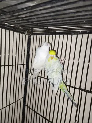 Fallow Male, Crested Female