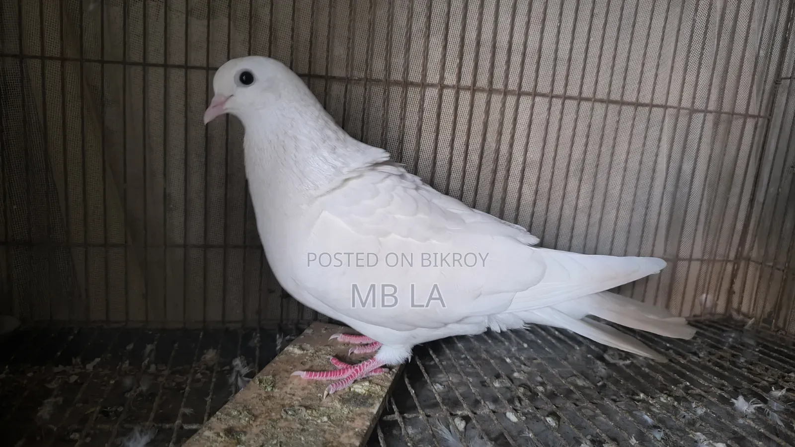 White Female Pigeon