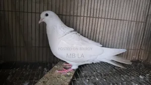 White Female Pigeon