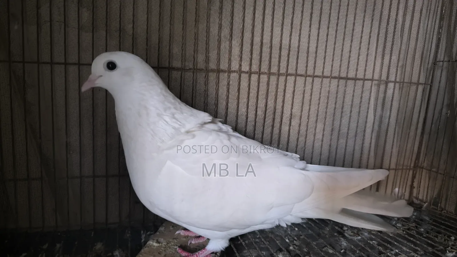 White Female Pigeon